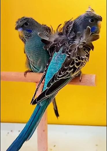 əbabil quşunun qiyməti: Yaponic cütü 70 azn — 7