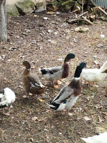 xacmazda satilan inekler: Satışda ev quşları – ördək və qazlar Məhsulun təsviri: - Şəkillərdə — 6