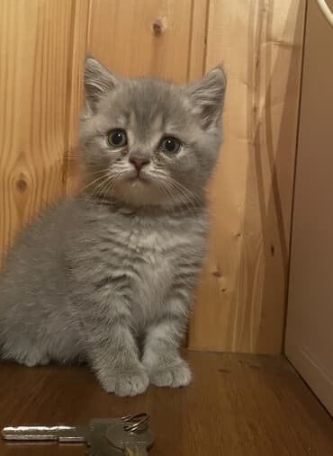 qold pişik: Şotland, Dişi, Yaxşı əllərə, Ünvandan götürmə — 1