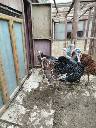 Digər kənd təsərrüfatı heyvanları: Erkək, Damazlıq — 5