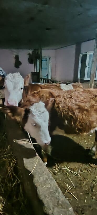 4.5 aylig super simental disi danadi damazlig — 1