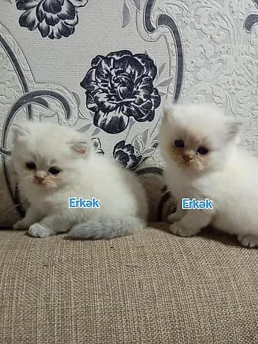 itler pikines type 1: Şotland, Erkək — 6