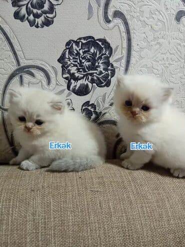 şotlan pişik: Şotland yastı qulaq, Erkək, Dişi, Yaxşı əllərə, Ünvandan götürmə, Pulsuz çatdırılma, Ödənişli çatdırılma — 47