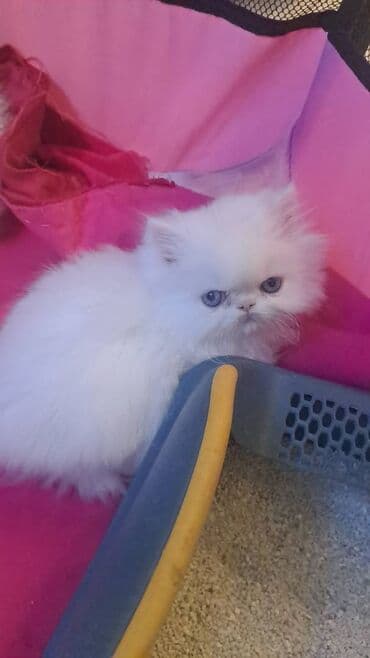 ağ pişik satışı: Персидская — 6