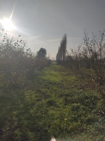 xirdalanda arenda obyekt: Kənd təsərrüfatı — 5