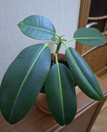 комнатные растения: Фикус каучуконосный или эластика Робуста (Ficus elastica Robusta) — 2