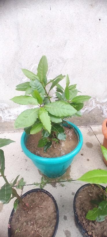 ciledagi bitkisi: Dəfnə ağacı (Laurus nobilis) – ətirli, keyfiyyətli və məhsuldar sort — 1