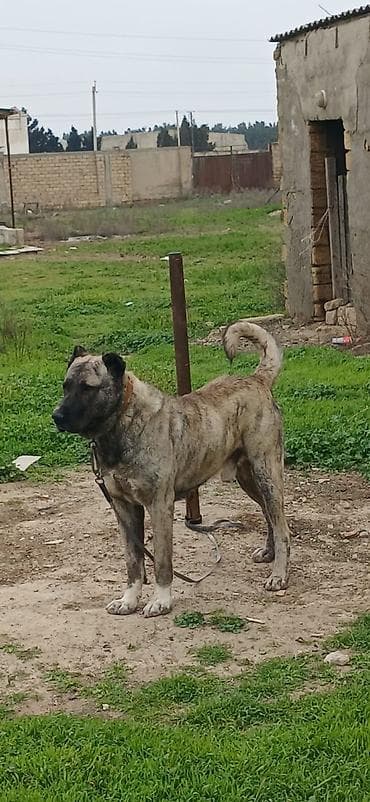 itlerin satsi: Qurdbasar, 2 il, Erkek, Peyvəndli — 5