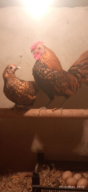 kend colpaları: Toyuq, Damazlıq — 3