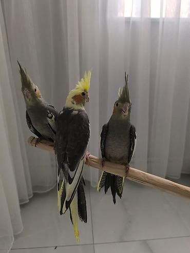 Öz quşumun balalarıdı real alıcıya endirim olunacaq boş boş yazıb vaxt lalafo.az -da Öz quşumun balalarıdı real alıcıya endirim olunacaq boş boş yazıb vaxt