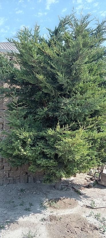 dekor guller: Thuja (ardıc tipli həmişəyaşıl) ağacı - Hündür, sıx və budaqları bol — 3