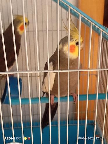 golden balası: Nimfa (cockatiel) cütü – sarı toqqun (toppuz) və yanaqlarda narıncı — 1