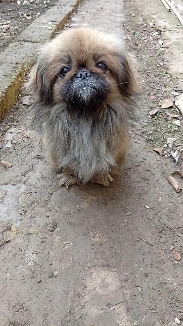 Pekines lalafo.az -da — 1 Pekines — 1