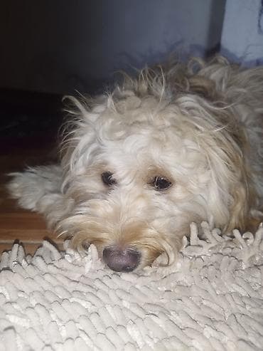 qiz it adlari: 1 il, Dişi — 6