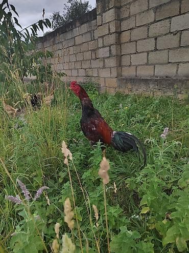 quş yarım tip: Satılır: kənd toyuğu xoruzu - Cins tipi: uzunboyun, sərt bədən — 5
