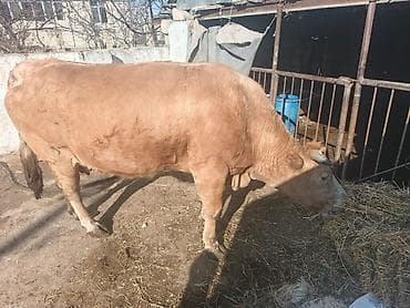 inəylər: Satılır: inək – Cins: sarı rəngli, buynuzlu inək – Məhsuldarlıq — 3