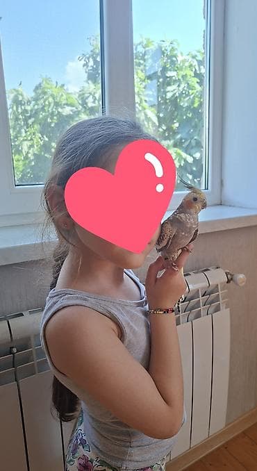 ucuz quslar: Oz qusumun balasidi.Tam el qusudu uc ayligdi.Bir denedi cox agiligi — 1