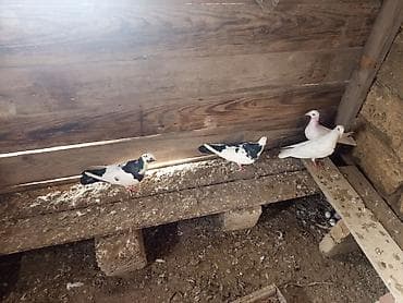 Gəmiricilər: Məhsul: Ev göyərçinləri dəsti Təsvir: - Şəkillərdə müxtəlif rəng — 4