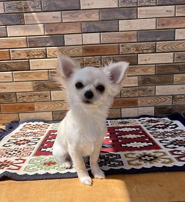 kreditle it satisi: Çixuahua, 5 ay, Erkek, Peyvəndli, Ödənişli çatdırılma — 4