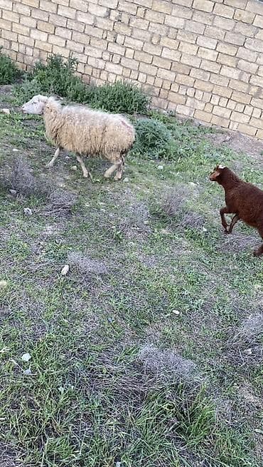 mal bazari: Ana bala 10 kiloyluq dişi bala var altinda qoyun qocadi — 1