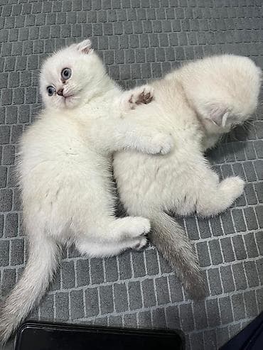 labrador iti satilir: Şotland yastı qulaq — 5