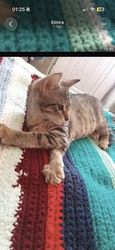 alisa home tekstil: Pled, Ünvandan götürmə — 1