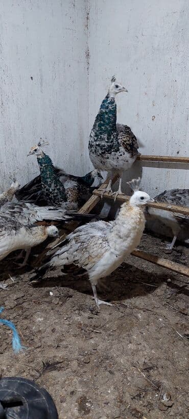 arpa toxumu satışı: Məhsul: Paun cücələri (tovuz quşu balaları) Təsvir: - Şəkillərdə — 4