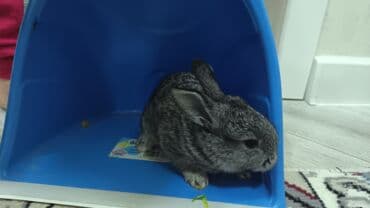 kaliforniya dovşanı: Dovsan balalari satilir — 14