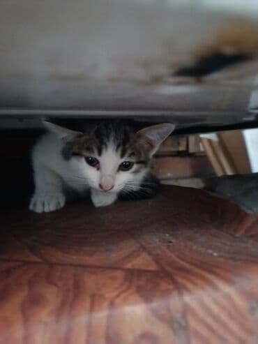 щенок в добрые руки: Самец, Самка, В добрые руки, Самовывоз, Бесплатная доставка, Платная доставка — 6