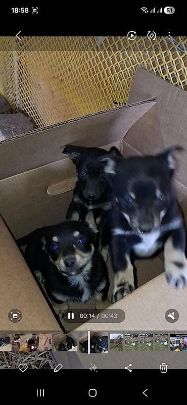 bit dərmanı: Peyvəndli — 1