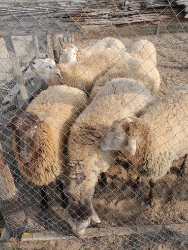 sabuncu toyuq bazarı: Qoyun sürüsü – ət və yun istiqamətli - Şəkillərdə çəpərli həyət — 3