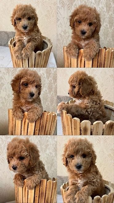 сколько стоит миниатюрный пудель: Пудель, 1 месяц, Самка — 1