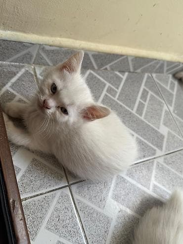 cins atlar: Məhsul: Balaca pişik balaları Təsvir: - Rənglər: qar kimi ağ (bir — 5
