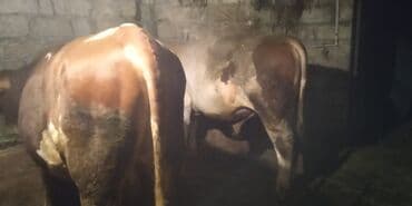 bakida cins ineklerin satisi: Erkək, Simental, il: 1, Ətlik, Ünvandan götürmə — 1