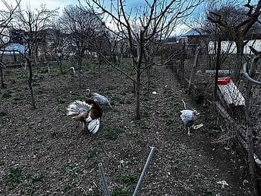 heyrati xoruz satilir: Şəkillərdə göstərilən hind quşularının yumurtaları satılır. qiyməti 2 — 2