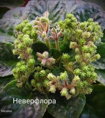 gül şəkilləri profil üçün: 5 — 22