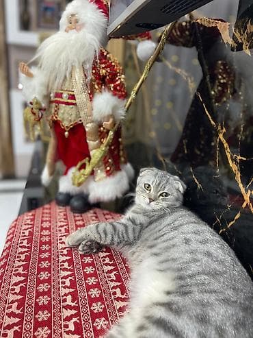 Птицы: Шотладская вислоухая — 2