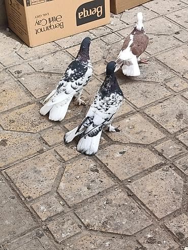 karella quş: Göyərçinlər satılır –tek cüt fərqi yoxdur kim görerem olsa münasib — 3