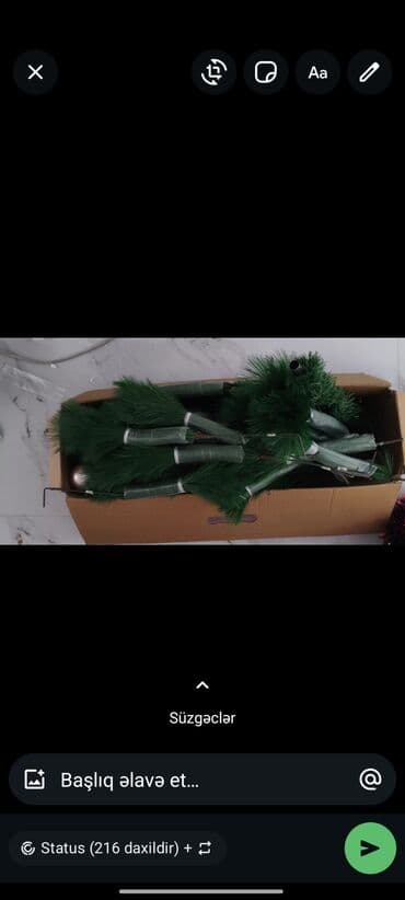 Bitkilər üçün dibçəklər: Yolka tep teze 180 sm hündürlükbaha alınıb köç səbəbindən satilir — 3