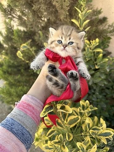 Heyvanlar üçün mallar: Britan — 8