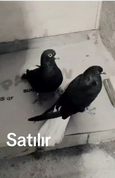 cins göyərçinlər: Kom alan olsa 1 i 5 manat tək tək ayrı qiymətləri var ağ quyruqların — 4
