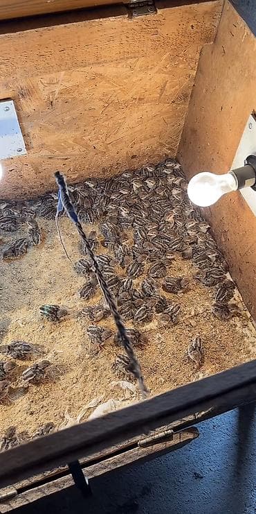 Xınalı kəklik cücəsi satılır hamısı sağlamdl yumurtada var satışda