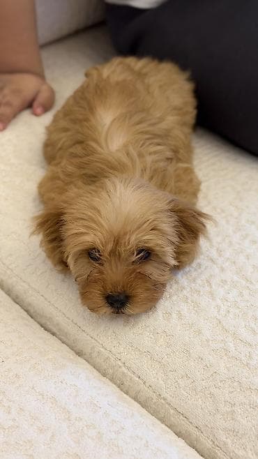 sir balasi satilir: 3 ay, Dişi, Peyvəndli, Ünvandan götürmə — 3