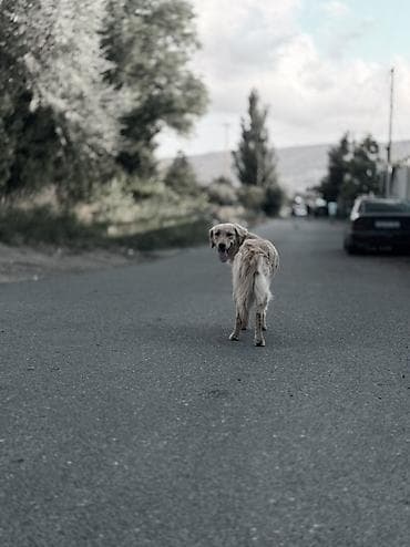 Retriever, Sənədli — 3