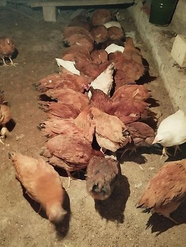 Toyuq, Yumurtalıq lalafo.az -da Toyuq, Yumurtalıq