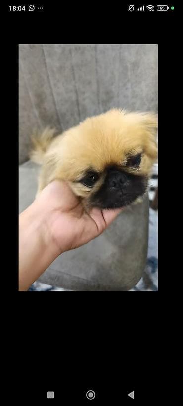 Pekines, 1 il, Dişi