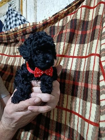 it qovan cihaz: Pudel — 3