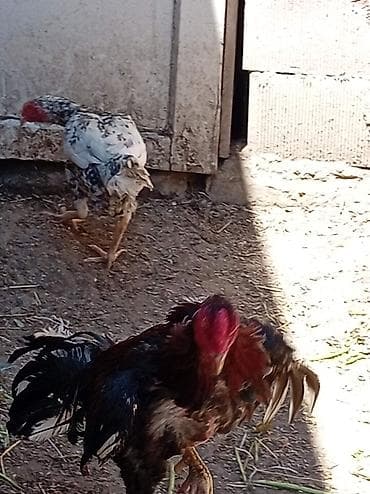 afcarka satilir: Xoruz, il: <1, Ünvandan götürmə — 4