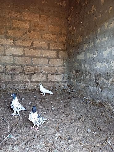 heyvan bazari: Salam. Hamısı tam sağlam heyvanlardır. Tutulma falan deyil. Hamısı — 9