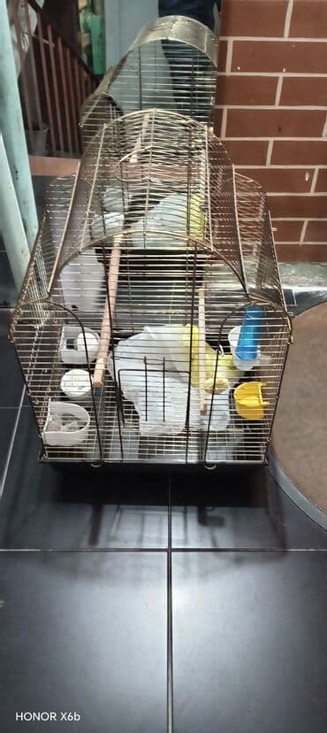 tikdirmek ucun don modeli: Quş qəfəsi satılır dəst — 3